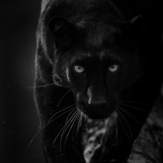 Panther