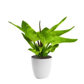 A Plant